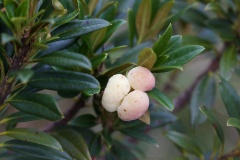 Exobasidium-rhododendri-su-Rhododendron-ferrugineum