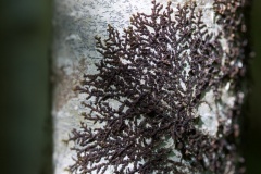 Frullania