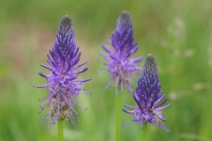 Phyteuma-betonicifolium