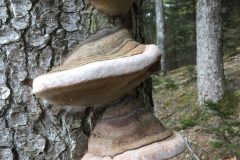 Polipori-scaled