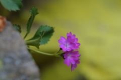 Primula-hirsuta
