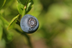 Vaccinium-myrtillus-frutto