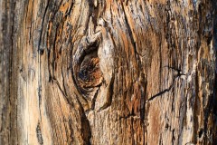 Legno morto, bosco vivo
© Laras