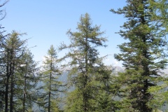 Pidiozza_Lombardone_Ruscada_Casone_TeccdalBocc_8_9_09-096