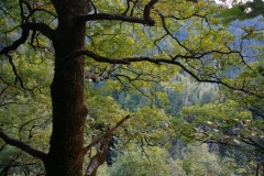 Quercia