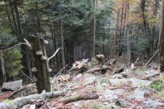 Riserva-forestale-Onsernone-©-Roberto-Buffi-1-scaled