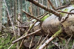 Riserva-forestale-Onsernone-©-Roberto-Buffi-12-scaled