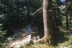 Riserva-forestale-Onsernone-©-Roberto-Buffi-13-scaled