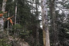 Riserva-forestale-Onsernone-©-Roberto-Buffi-14-scaled