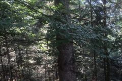 Riserva-forestale-Onsernone-©-Roberto-Buffi-16-scaled