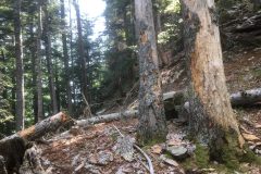 Riserva-forestale-Onsernone-©-Roberto-Buffi-2-scaled