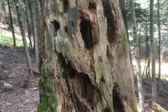 Riserva-forestale-Onsernone-©-Roberto-Buffi-7-scaled