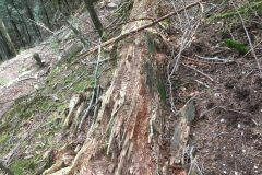 Riserva-forestale-Onsernone-©-Roberto-Buffi-8-scaled