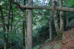 albero-caduto