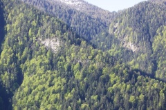 dettaglio-bosco